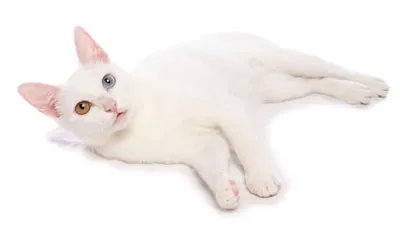Почему некоторые белые коты и кошки склонны к глухоте | Приключения  натуралиста | Дзен