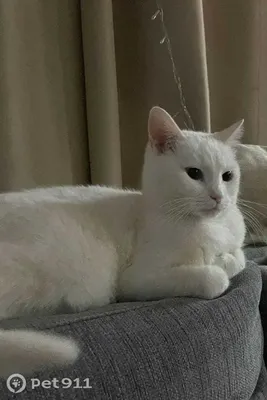 Белый окрас британских кошек: фото, стандарт окраса. Фото белых британцев:  фото британских белых котов, кошек, котят