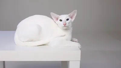 Као-мани: особая порода кошек