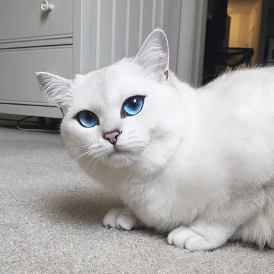 Белый пушистый кот порода - картинки и фото koshka.top