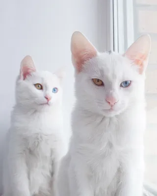 Белые коты, кошки, котята, тигры: обои, картинки и фото - wallpapers cats.
