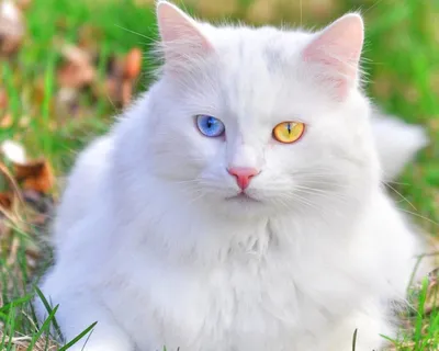 Белый кот арт - 60 фото