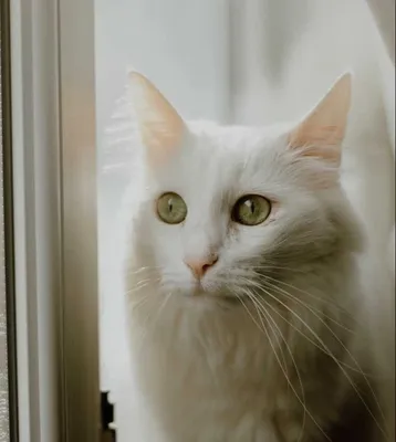 Белая кошка в доме: особенности, характер и уход | Ваши Питомцы