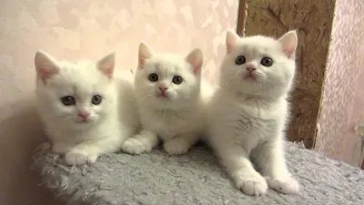 Белый пушистый кот с разными глазами - 72 фото