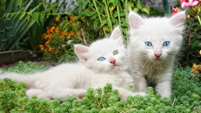 Топ-14 белых кошек и вся правда о них - Питомцы Mail.ru