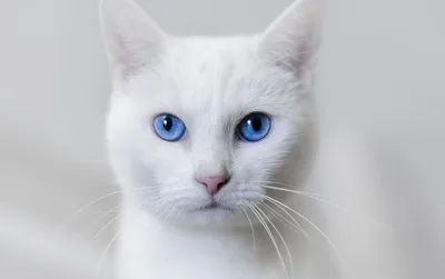 Обзор пород: белая кошка с голубыми глазами - Кот, пёс и я