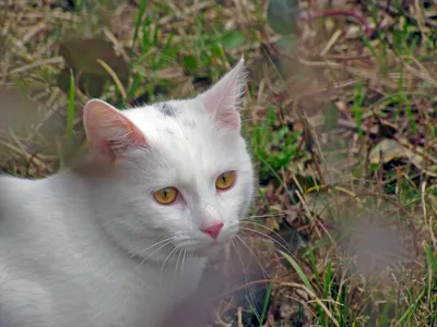 Черный кот превратился в почти белого из-за редкого заболевания -  21.02.2019, Sputnik Беларусь