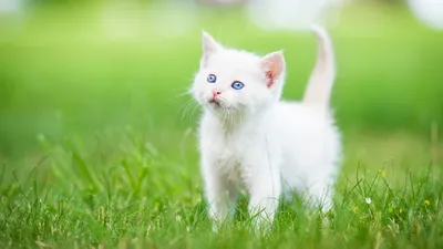 Белые кошки (36 фото)