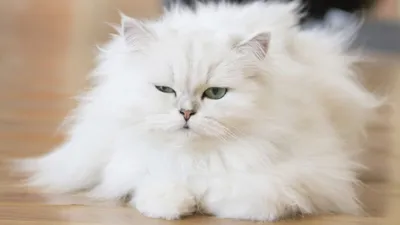 Персидская кошка: новости, домашние животные
