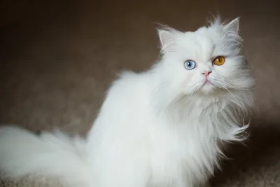 Персидская кошка: описание, окрас