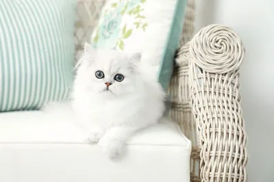 Персидская кошка - описание породы, питомники, достоинства и недостатки