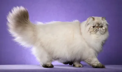 Персидская кошка (перс) - описание породы, характер, виды, уход