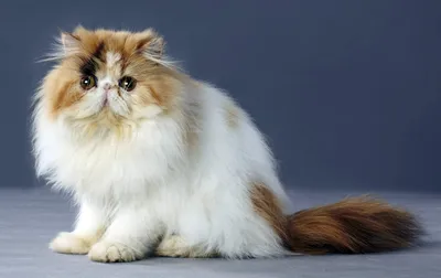 Персидская кошка: описание породы, характер, питание, частые болезни и  возможные проблемы