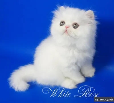 Белый пушистый персидский кот с …» — создано в Шедевруме