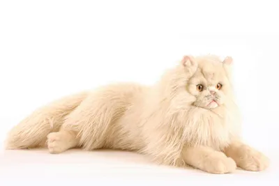 Белый персидский кот стоковое фото. изображение насчитывающей кот - 35515586