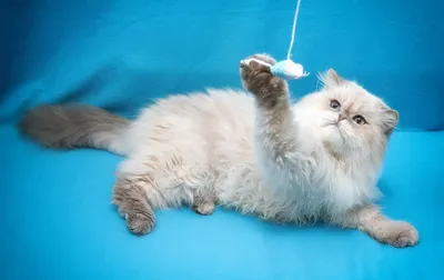 Белый персидский котенок - мальчик -Котята из предыдущих пометов -Персидские  котята