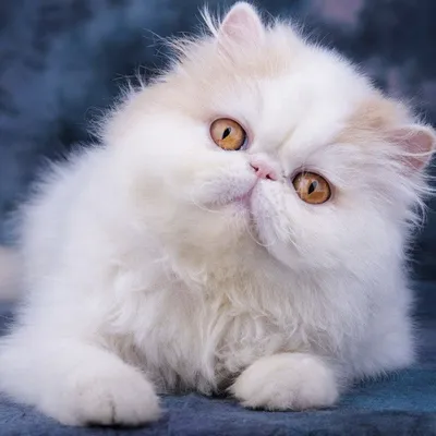 Персидский котенок Фарис белый окрас в Москве