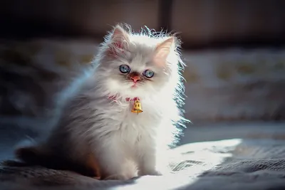 Купить мягкая игрушка Hansa Creation Персидский кот Табби кремовый 70 см,  цены на Мегамаркет