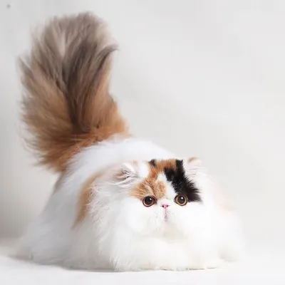 белый красивый пушистый персидский кот Стоковое Изображение - изображение  насчитывающей ангстрома, шиншилла: 231480567