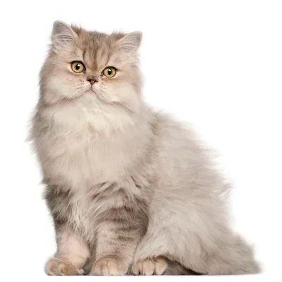 Белые персидские кошки (43 лучших фото)