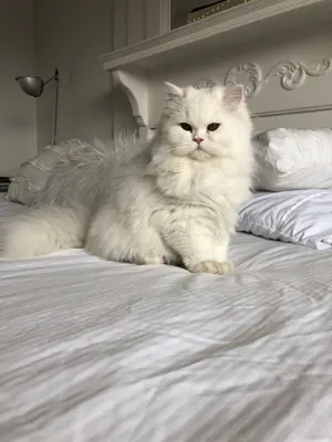 Милый белый кот, котенок, персидские кошки, норвежский норвежский орестский  кот, домашняя длинношерстная кошка | Премиум Фото