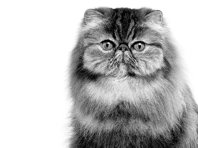 Персидский кот шокировал меня в детстве настолько, что я до сих пор не могу  забыть | For Pet | Дзен