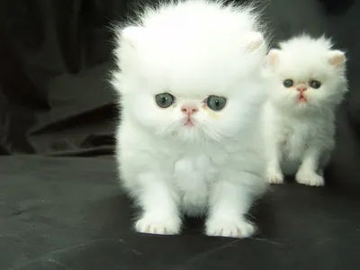 Персидский кот сиамский кот Рагдолл Бирман Гималайский кот, Белый кот, белый,  млекопитающее, кошка png | Klipartz