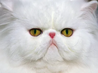 Персидская порода кошек - особенности характера и ухода. | Котофейкин | Дзен