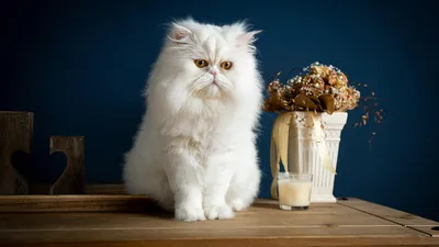 Твердая модель имитации персидской кошки, полиэтилен и мех, белая кошка,  большой 16x10x18 см, ручная работа, украшение для дома, подарок s0721 |  AliExpress