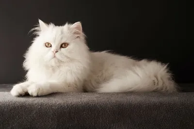 Белая персидская кошка - 67 фото