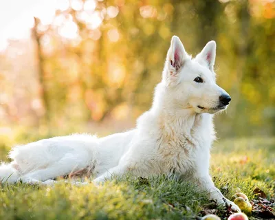 Белая швейцарская овчарка: все о породе, описание собаки, фото