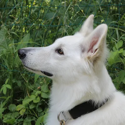 Белее снега: 12 пород собак с идеально белой шерстью - Питомцы Mail.ru
