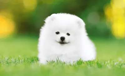 Большие пушистые белые собаки (59 фото) - картинки sobakovod.club