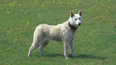Породы белых собак с фотографиями и названиями: популярные породы собак с  белой шерстью