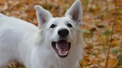 Большие белые пушистые собаки порода - 71 фото