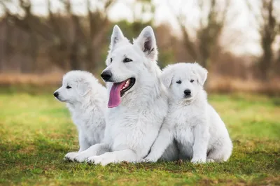 Белая швейцарская овчарка собака: фото, характер, описание породы