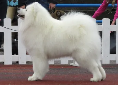 Белая собака: породы плюшевых и пушистых питомцев с белоснежной шерстью с  названиями и фото