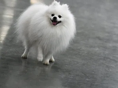 Собака маленькая белая пушистая порода (57 фото) | Собачки, Собаки, Милые  собаки