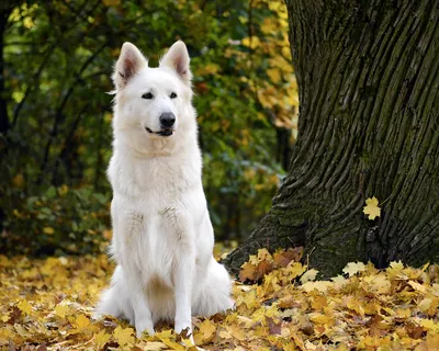 13 самых популярных белых пород собак (пушистые, маленькие, большие и  другие) - идеальные породы собак - Факты И Развлечения