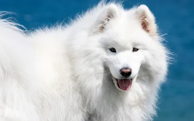 Мороз нипочем | Породы собак, которые не боятся холода - Питомцы Mail.ru