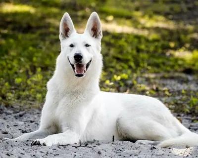 Белые породы собак - Топ-23 белоснежных собак: пушистые, маленькие с фото и  видео | PetGuru