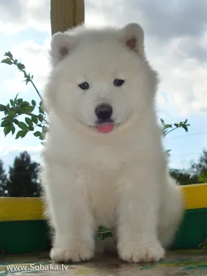 Экзотические белые собаки: ТОП-5 самых редких белоснежных больших пород