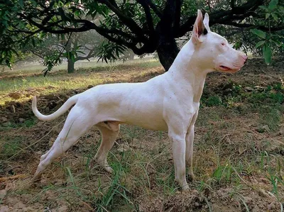 Исчезнувшие породы собак №3. Английский белый терьер | Пикабу