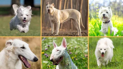 ТОП-10 пород собак белого цвета: название, описание, фото | Собачья жизнь |  Дзен