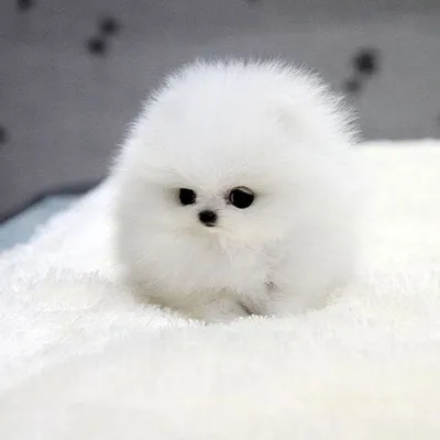 Маленькая белая пушистая собачка - 62 фото | Собачки, Пушистые собаки, Бишон