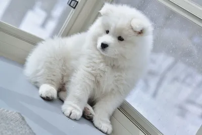 Белые пушистые собаки порода маленькие - 77 фото