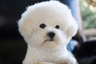 Супер мягкая плюшевая белая собака, 23 см, мягкие плюшевые игрушки,  маленькие реалистичные плюшевые собаки-померанские собаки, детская игрушка  для малышей, Рождественский подарок | AliExpress