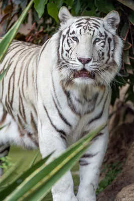 Белый тигр - рецессивный мутант бенгальского тигра (фото) ᐈ Параграф  online.zakon.kz