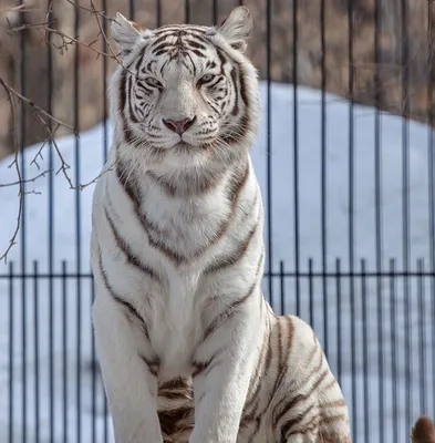Белые тигры | Пикабу