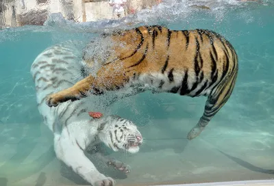 Белые Тигры — стоковые фотографии и другие картинки Белый тигр - Белый тигр,  Любовь, Тигр - iStock